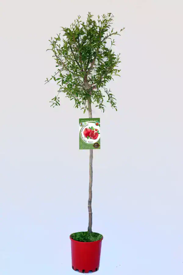 Árbol de pomegranate en maceta, cultivo ecológico, plantas frutales de huerto.bio.