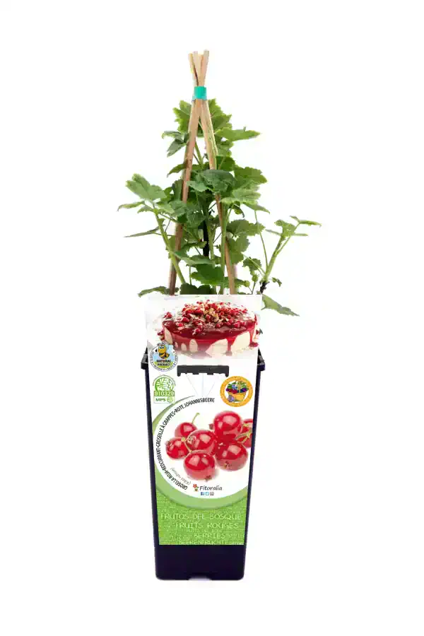 Cuidado con las fresas en un vaso de cultivo vertical con planta de frambueso, integrado en una idea innovadora para cultivos ecológicos y sostenibles en huerto.bio.