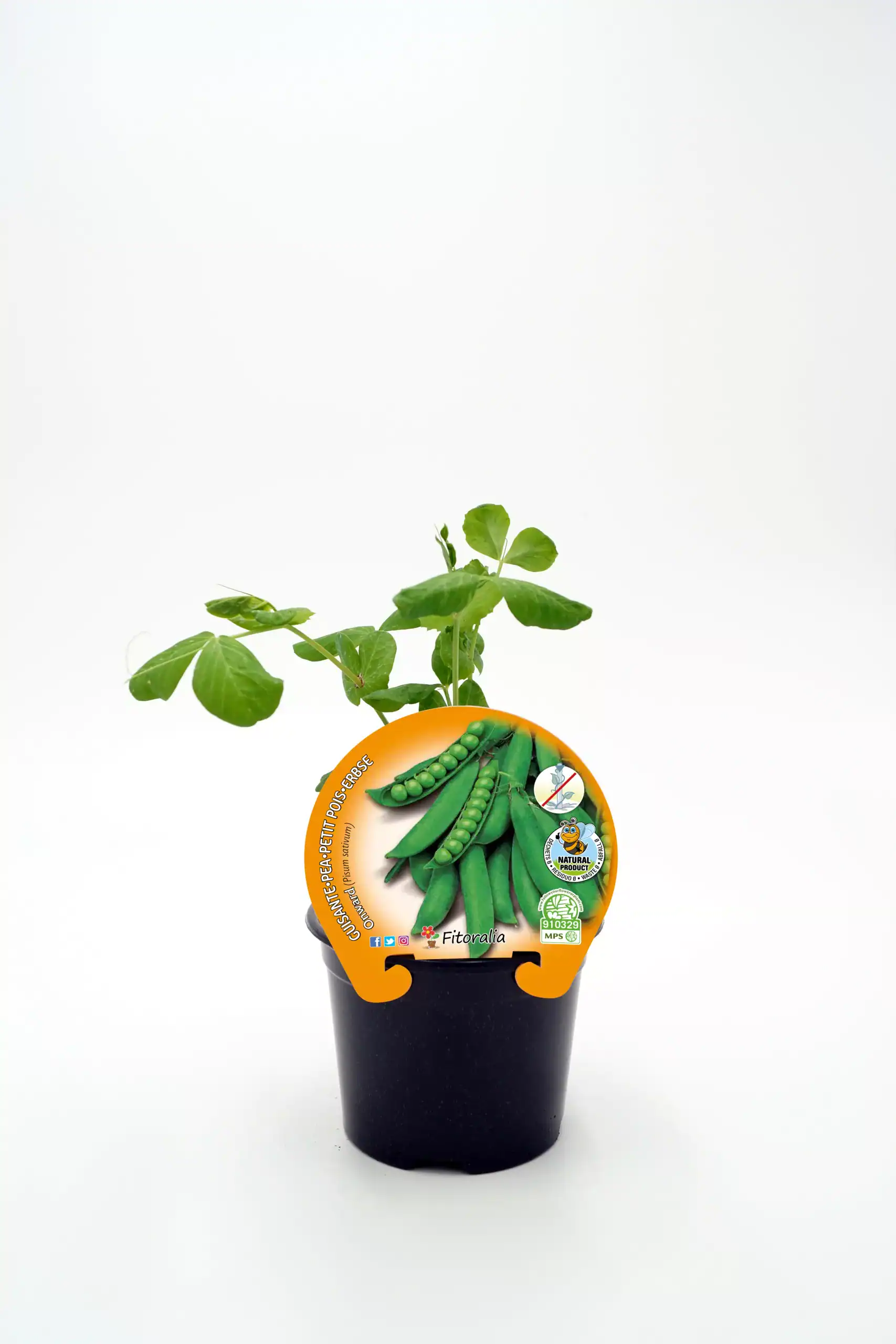 Zanahoria en jiffy con planta de guisante germinada, cultivo ecológico, semillas de huerto orgánico, agricultura sostenible, semillas de calidad.