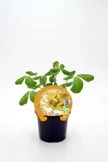 Alimento de judías verdes orgánicas en maceta, cultivo ecológico, huerto biológico, semillas de calidad, agricultura sostenible, productos naturales y saludables, jardinería ecológica.