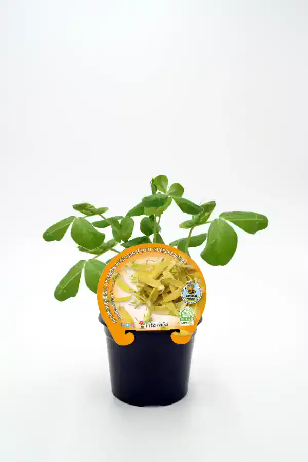 Alimento de judías verdes orgánicas en maceta, cultivo ecológico, huerto biológico, semillas de calidad, agricultura sostenible, productos naturales y saludables, jardinería ecológica.