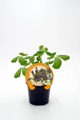 Hierba aromática en maceta, planta de albahaca morada para cultivo ecológico, ideal para huerto urbano, aromática y medicinal.