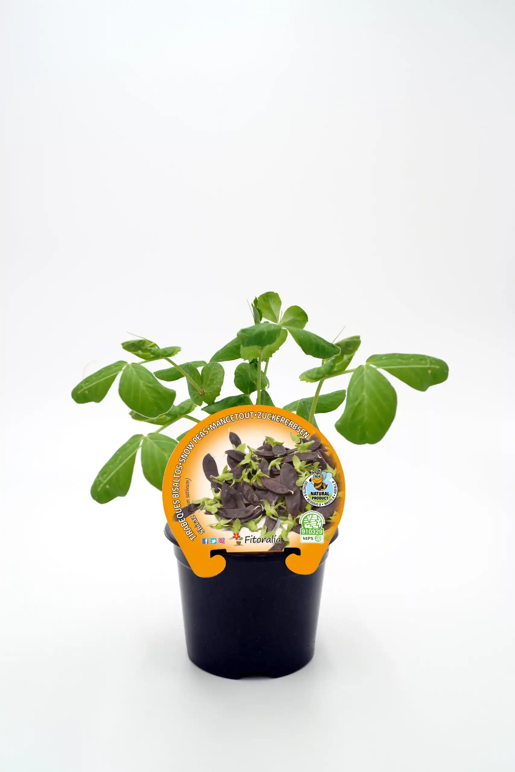 Hierba aromática en maceta, planta de albahaca morada para cultivo ecológico, ideal para huerto urbano, aromática y medicinal.