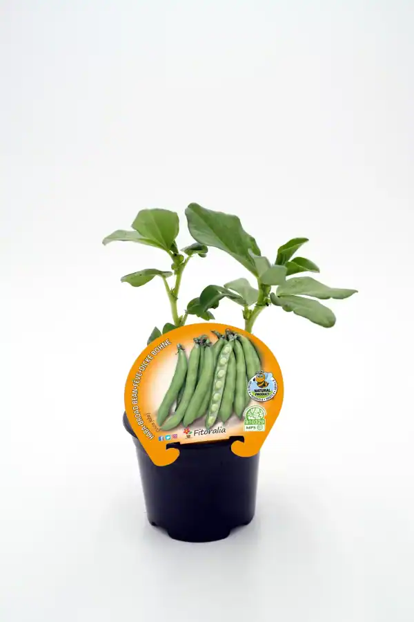 Variedad de judías verdes en maceta, con etiqueta de producto ecológico y orgánico, en fondo blanco.