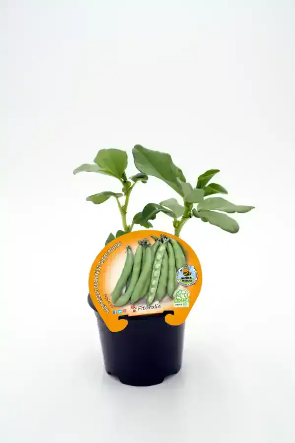 Variedad de judías verdes en maceta, con etiqueta de producto ecológico y orgánico, en fondo blanco.