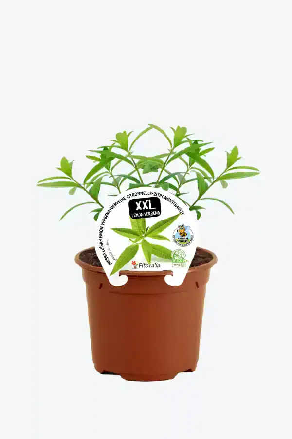 Limonero en maceta con etiqueta de cultivo ecológico y certificado de agricultura natural.