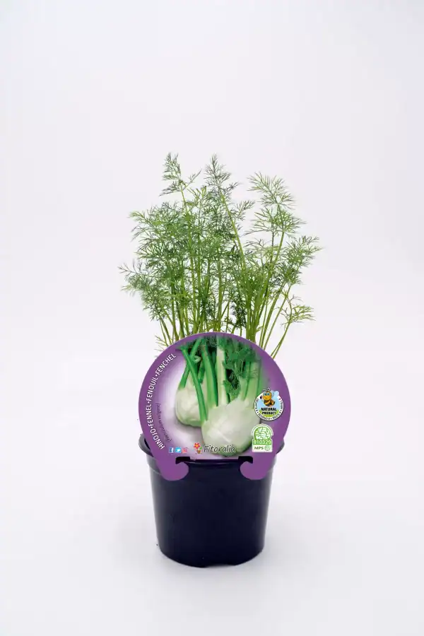 Fresca planta de eneldo en maceta, ideal para huerto ecológico y cocina saludable, destacando en agricultura biodinámica y cultivos orgánicos.