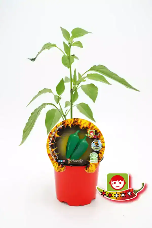 Vegetal de pimiento verde en maceta, hortícola ecológico, cultivo natural, agricultura sostenible y semillas de calidad, huerto urbano, huerto.bio, semillas de pimientos eco, plantación orgánica.