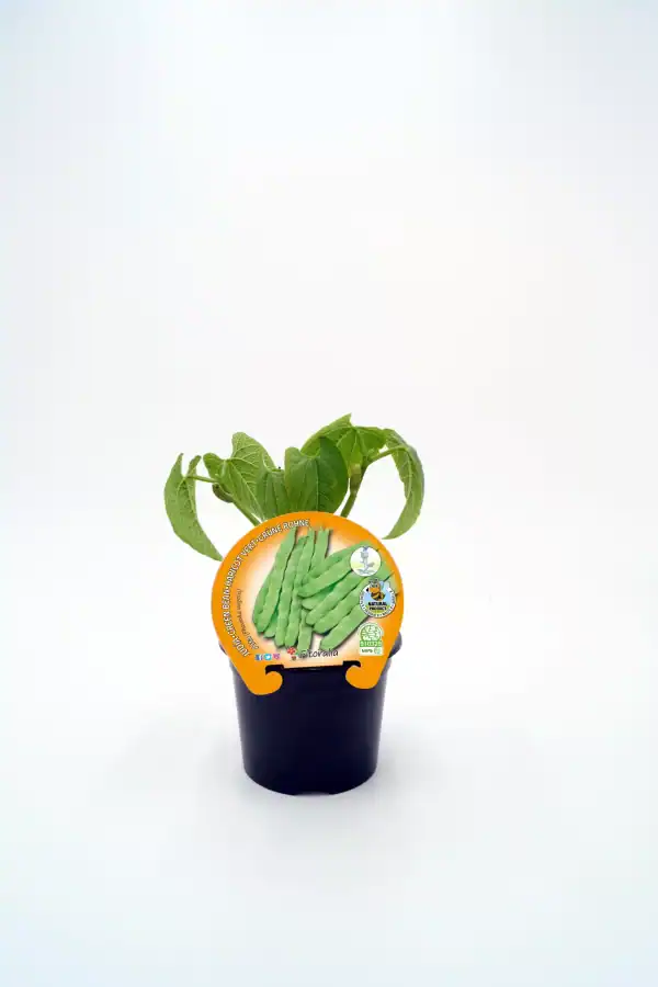 Verdolaga ecológica en maceta, cultivo orgánico y saludable, ideal para huertos caseros, producción sostenible y alimentación natural, promoción del consumo de alimentos bio, huerto.bio.