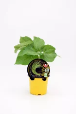 Jardín de planta de hiedra en maceta amarilla con etiquetas de cultivo ecológico y sostenibilidad.