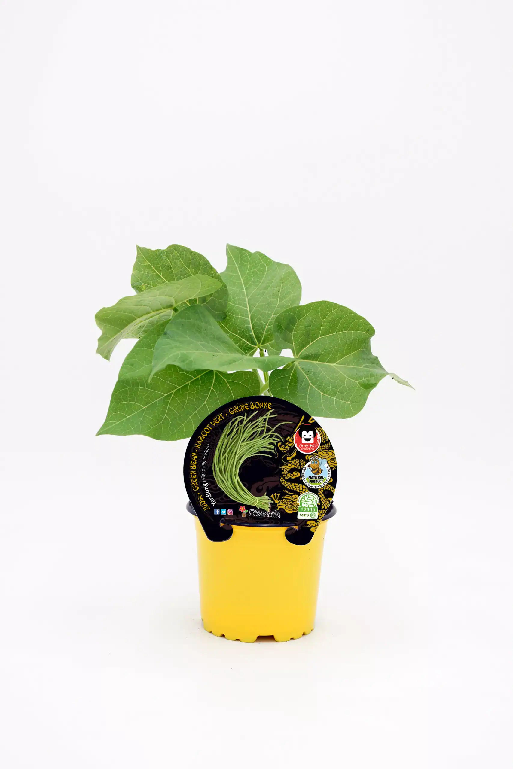 Jardín de planta de hiedra en maceta amarilla con etiquetas de cultivo ecológico y sostenibilidad.