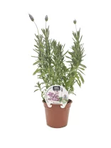 Lavanda XXL en maceta de terracota, planta aromática de cultivo ecológico para jardín o huerto urbano, ideal para perfumar y decorar espacios verdes, con flores moradas y hojas aromáticas.