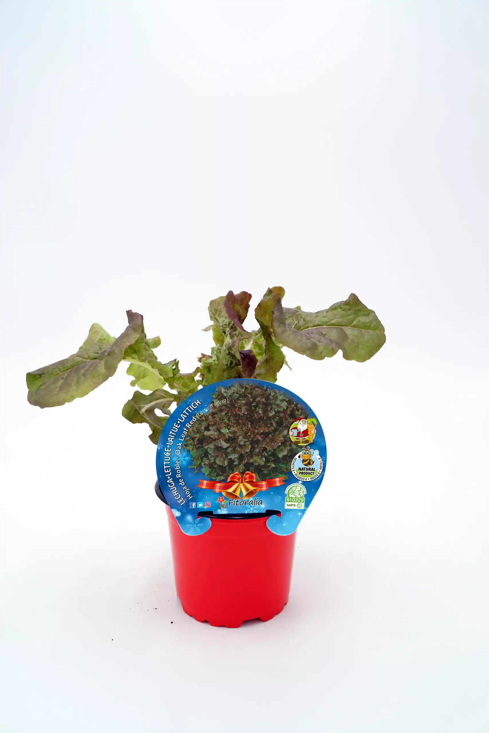 Lettuce bio ecológico en maceta, ensalada fresca, cultivo sostenible, huerto urbano, producto natural para consumo saludable, huerto.bio.