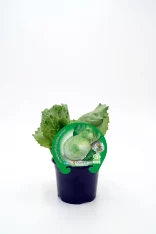 Huerto.bio, semillas de lechuga iceberg etiquetadas, con hojas verdes en maceta negra, producción ecológica y agricultura sostenible, ideal para cultivos orgánicos en huertos urbanos y caseros.