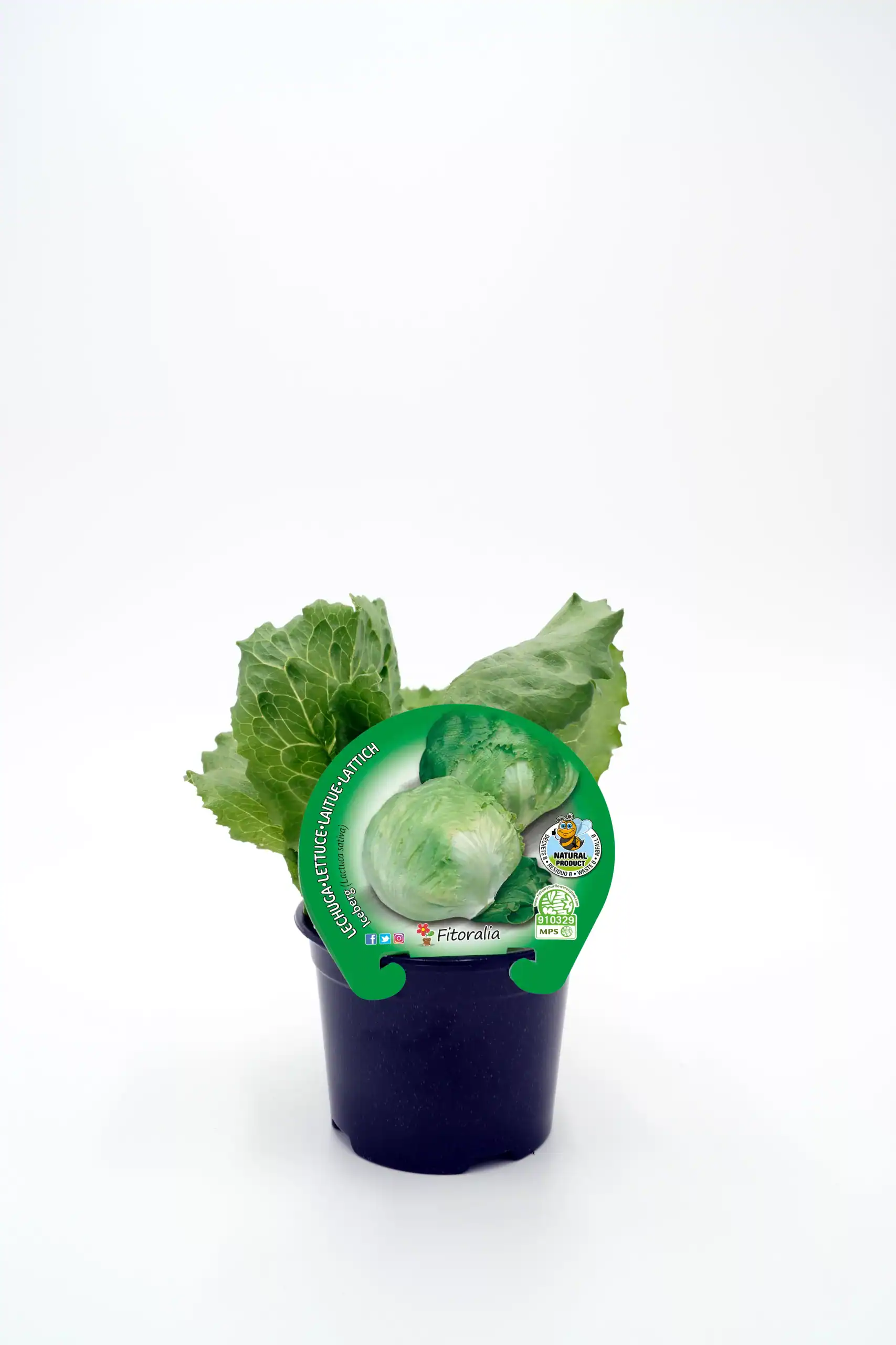 Huerto.bio, semillas de lechuga iceberg etiquetadas, con hojas verdes en maceta negra, producción ecológica y agricultura sostenible, ideal para cultivos orgánicos en huertos urbanos y caseros.