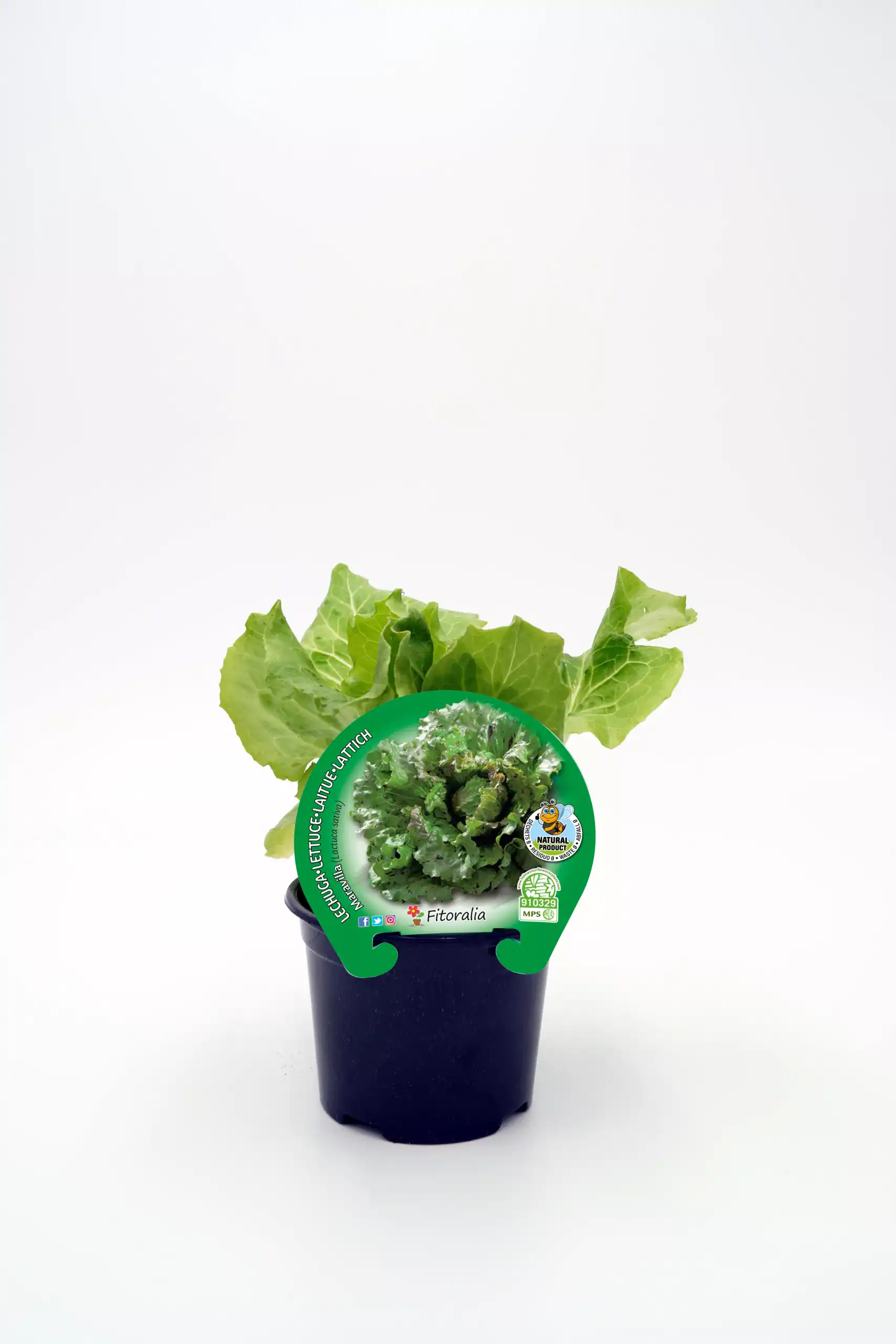 Lettuce the plant, a fresh organic lettuce in a small black pot, displayed on a white background, ideal for organic gardening and sustainable agriculture, from Huerto.Bio.