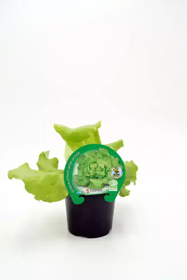 Lettuce bio, hortaliza ecológica en maceta, cultivo orgánico, ensalada saludable, producto natural, huerto sostenible, agricultura ecológica, lechuga fresca para cocina saludable.