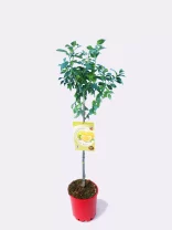 Árbol de limonero joven en maceta, cultivo orgánico y ecológico. Ideal para huertos urbanos y espacios verdes con producción de limones frescos y saludables.