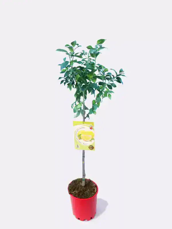 Árbol de limonero joven en maceta, cultivo orgánico y ecológico. Ideal para huertos urbanos y espacios verdes con producción de limones frescos y saludables.