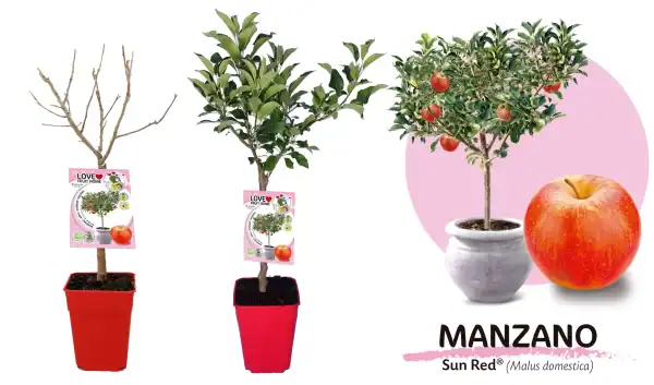 Plantón de manzano Sun Red en maceta, variedad de manzana doméstica, con hojas verdes y frutos rojos maduros, ideal para cultivo en huertos ecológicos y agricultura orgánica.