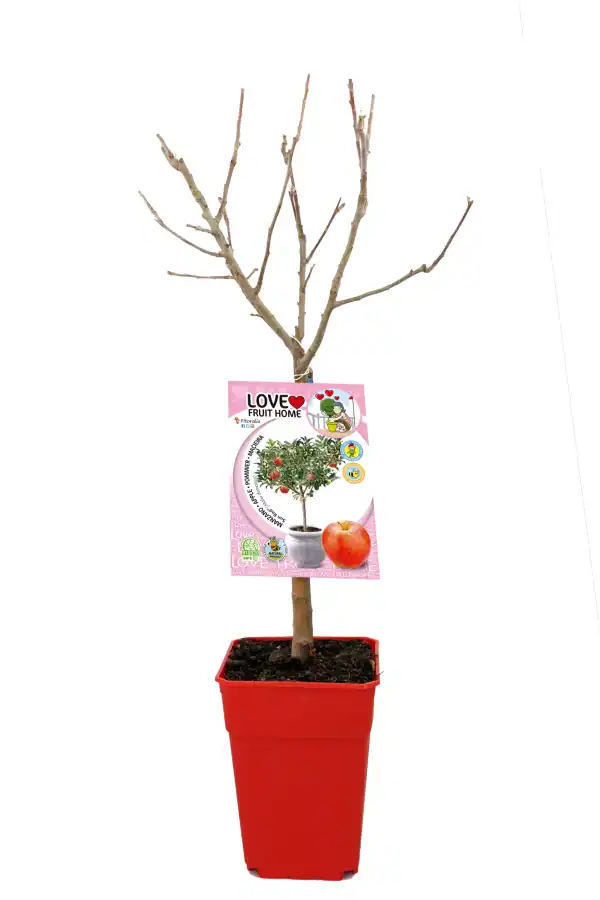Árbol frutal en maceta sin hojas, ideal para cultivo ecológico en casa, con etiqueta de semillas de manzana, perfectos para huertos urbanos y agricultura sostenible.