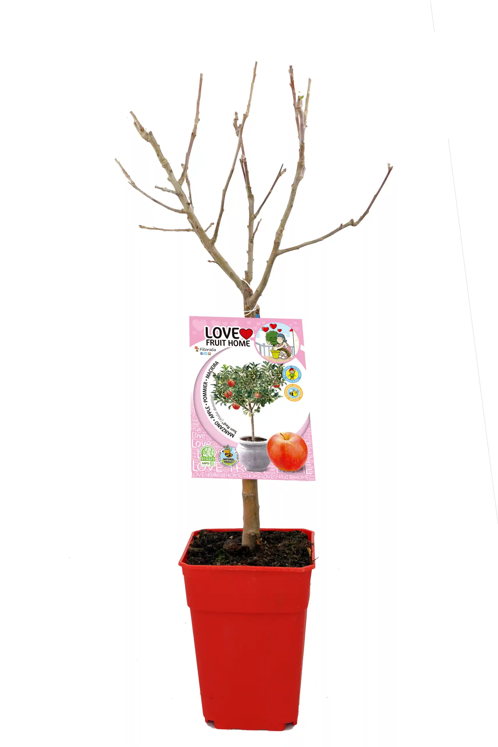 Árbol frutal en maceta sin hojas, ideal para cultivo ecológico en casa, con etiqueta de semillas de manzana, perfectos para huertos urbanos y agricultura sostenible.
