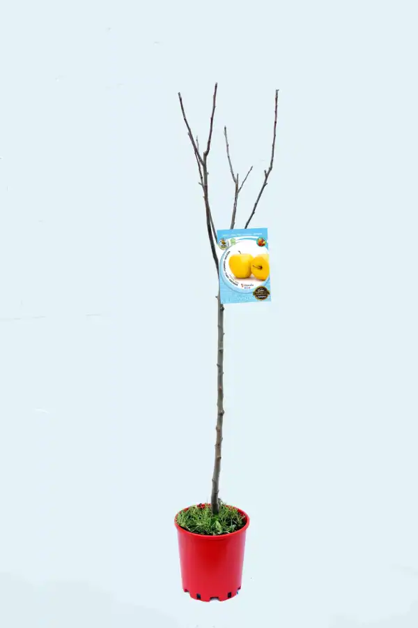 Árbol frutal de manzana en maceta, ideal para huertos ecológicos, cultivo orgánico, y jardinería sostenible, con etiqueta que indica variedad, en entorno de agricultura biológica.