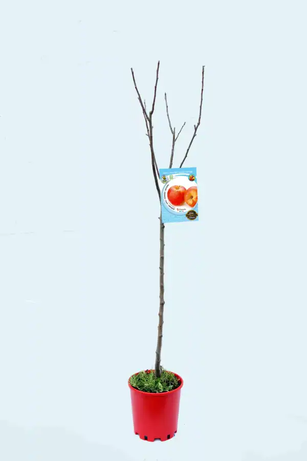 Árbol de manzanas en maceta, árbol frutal joven en cultivo ecológico con etiqueta de variedad de manzano en fondo blanco, huerto orgánico, cultivo sostenible, jardinería ecológica.