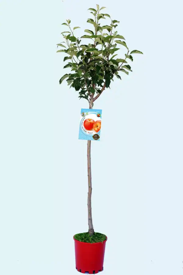 Árbol de manzanas en maceta, variedad ecológica y orgánica, disponible en Huerto.Bio para cultivo en jardín o huerto urbano.