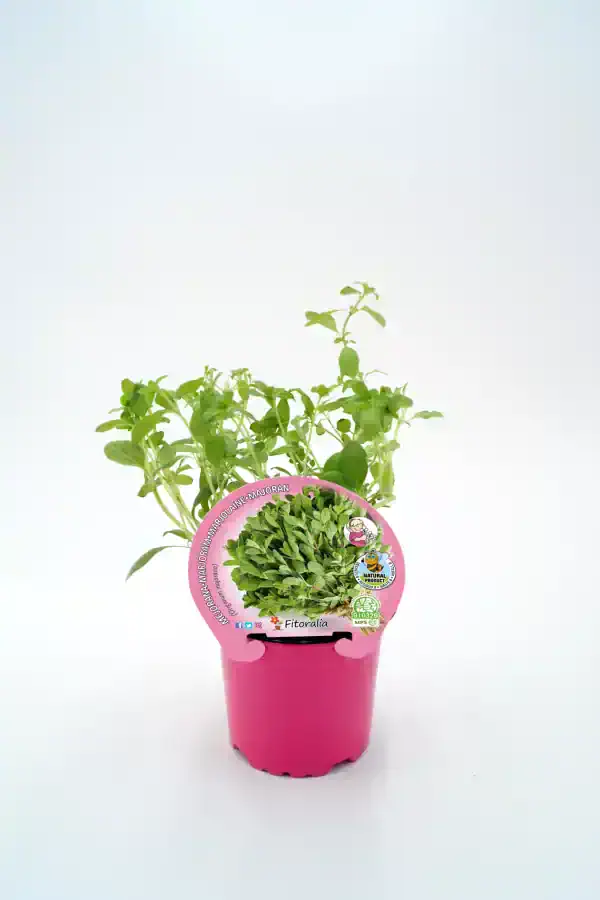 Jardín de brotes de fitoralia en maceta rosa, cultivo de plantas aromáticas y medicinales, agricultura ecológica, huerto orgánico, técnicas sostenibles, plantas frescas y saludables.