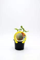 Melón honeydew en maceta, producto ecológico de huerto.bio, ideal para cultivo casero y consumo saludable, con etiqueta natural y orgánico, fácil de cuidar y cultivar en casa.
