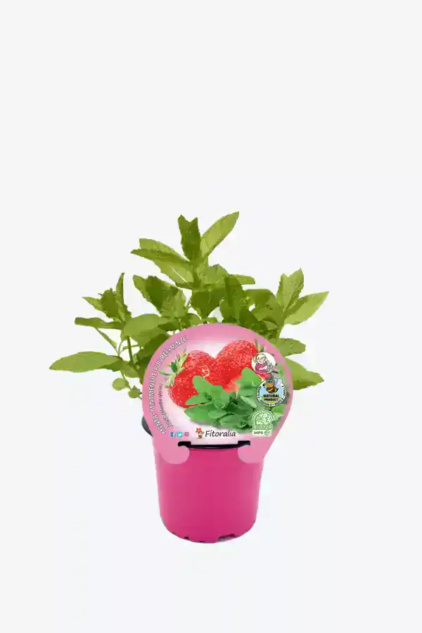 Fresa en maceta con planta de menta verde, ideal para cultivo de hortalizas orgánicas en casa, huerto urbano, agricultura ecológica, y jardinería sostenible.
