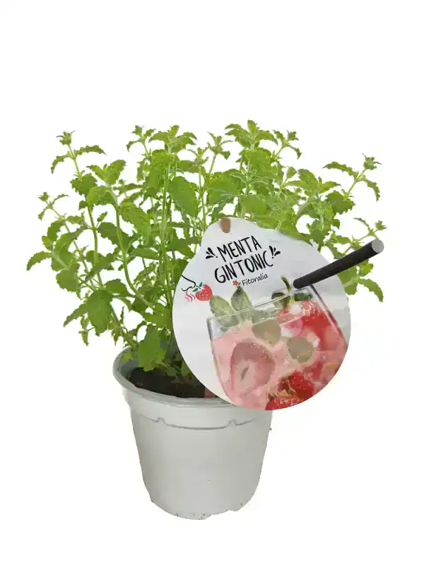 Hierba de menta gintonic en maceta, ideal para preparar infusiones y cócteles refrescantes en casa. Cultivo ecológico de menta en huerto urbano, fácil de cuidar y saludable.
