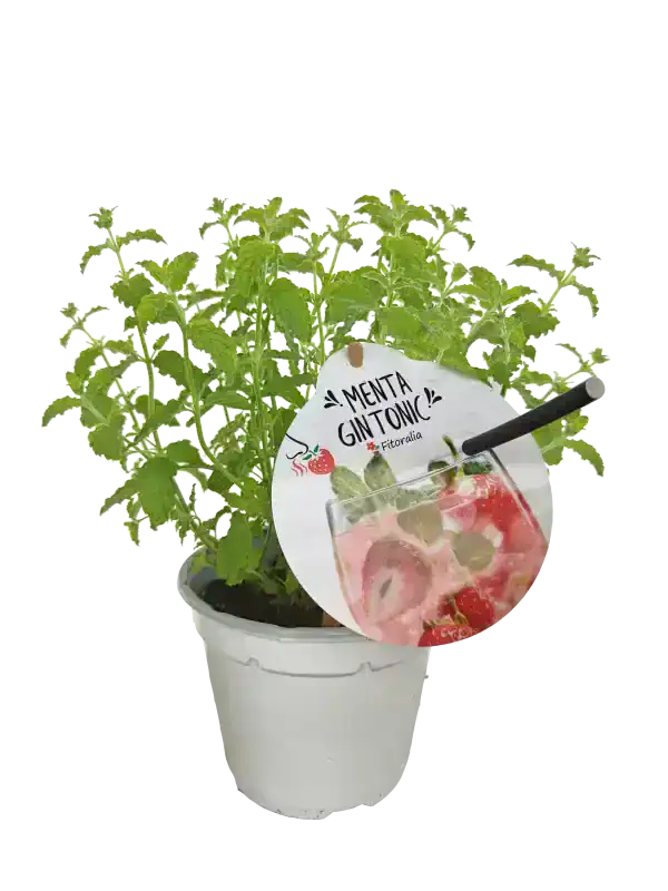 Menta ginseng en maceta, cultivo ecológico, planta aromática y medicinal para infusiones y cocina natural, con etiqueta de Huerto.Bio.