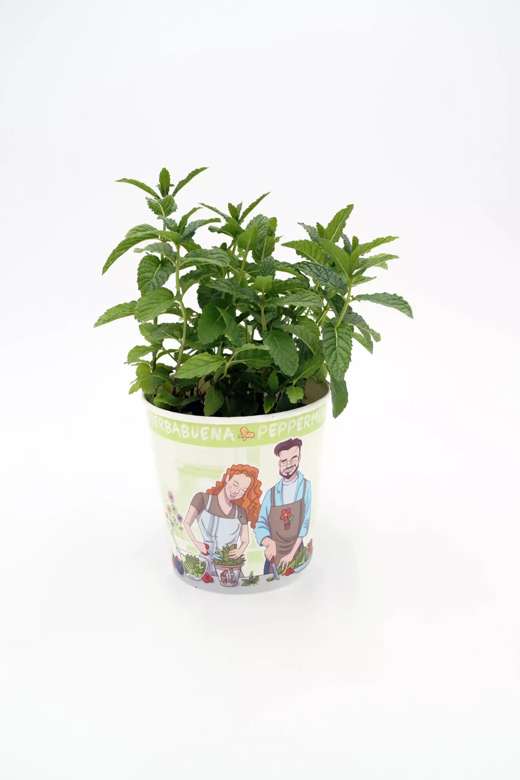 Hierba buena en maceta, planta de menta fresca para cultivo orgánico en casa, producto ecológico de huerto.bio.