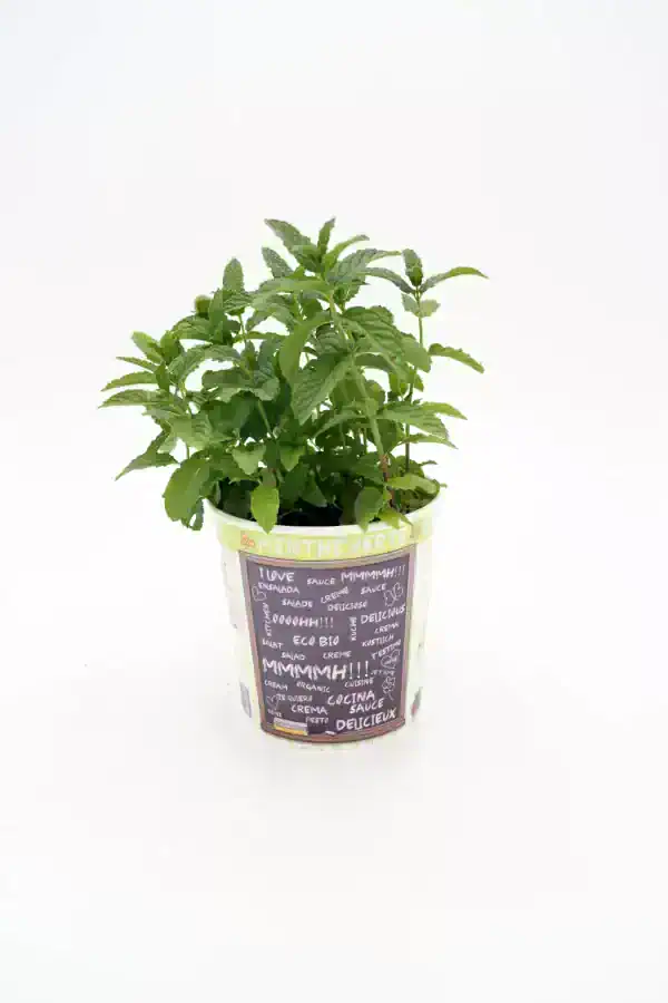 Rama de menta ecológica en una taza decorativa con mensajes de amor y recetas, ideal para cultivo en huerto urbano o en casa, promoviendo el consumo de plantas aromáticas y saludables.
