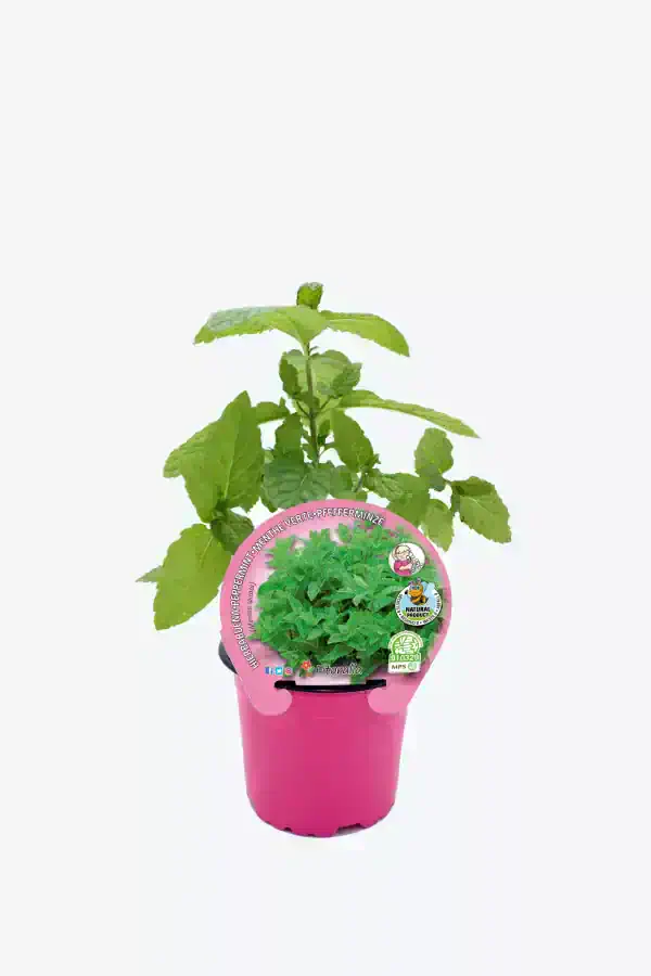 Hierba buena en maceta, planta aromática ecológica para cocina, cultivo en interior o exterior, producto natural certificado, ideal para jardines urbanos y huertos biodinámicos.