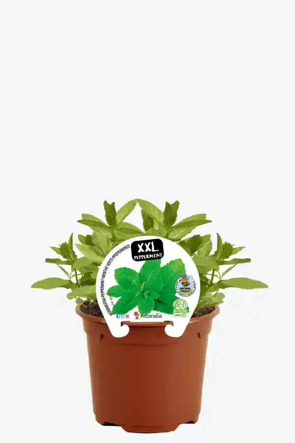 Hierba de menta XXL en maceta de terracota para cultivo orgánico, ideal para huertos urbanos, con certificado de producto natural y sabor intenso. Perfecta para infusiones y recetas saludables.