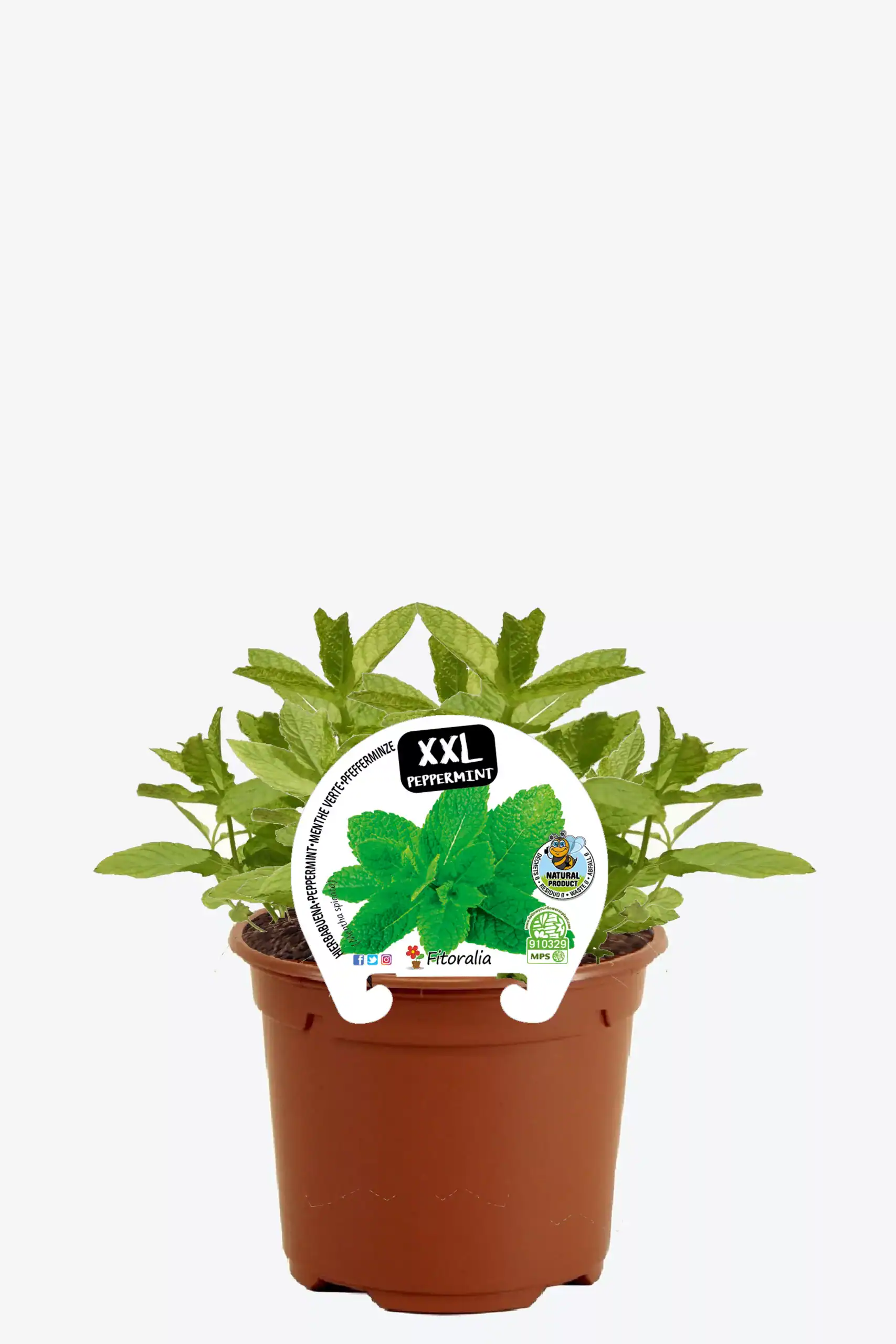 Hierba de menta XXL en maceta de terracota para cultivo orgánico, ideal para huertos urbanos, con certificado de producto natural y sabor intenso. Perfecta para infusiones y recetas saludables.