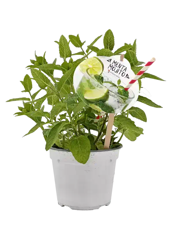 Refresco de menta morito en maceta con plantas de menta fresca, limón y una pajilla roja y blanca sobre fondo blanco.