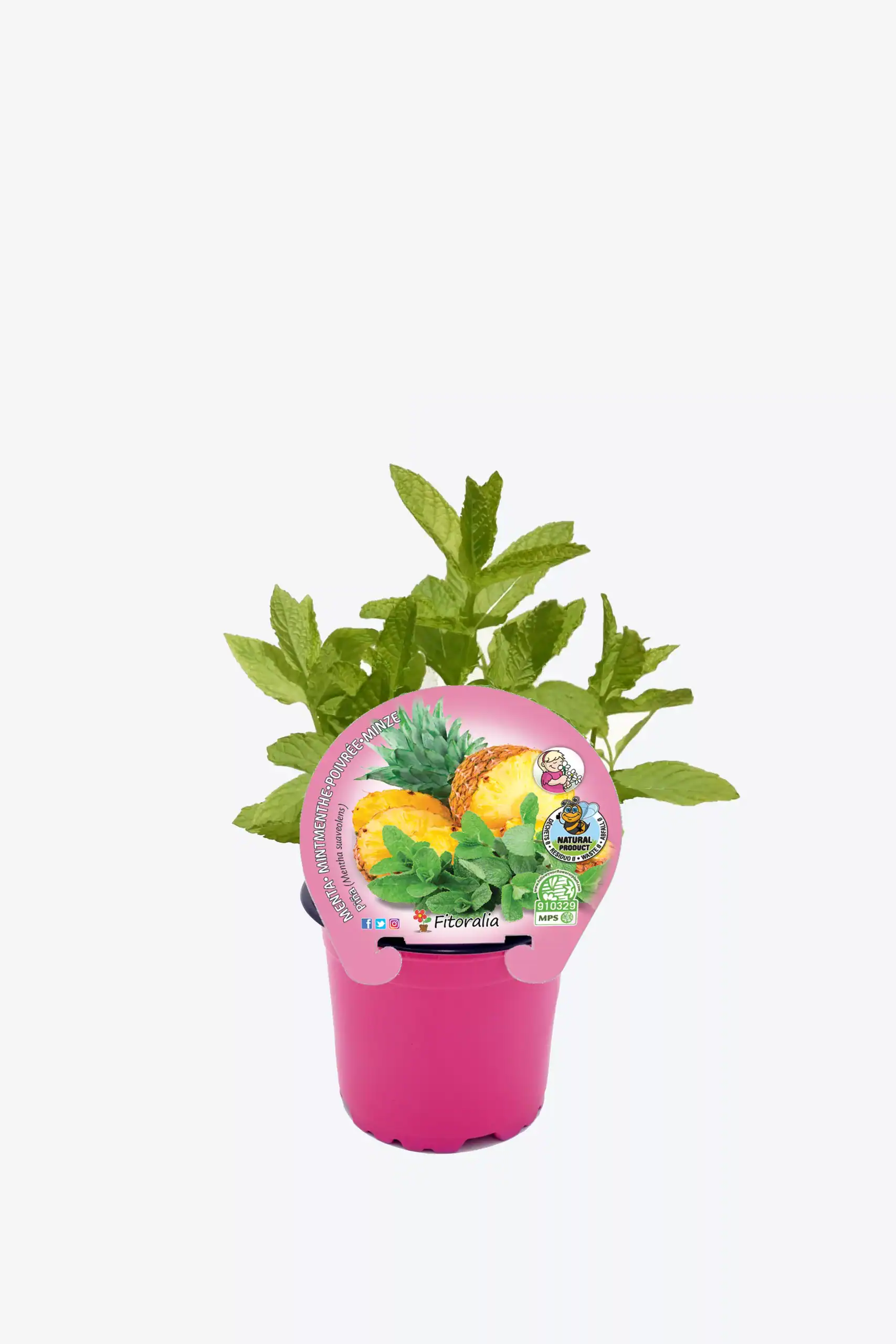 Potted mint plant with label showing pineapple and mint, suitable for home herb garden, organic, fresh, aromatic herbs, natural gardening.