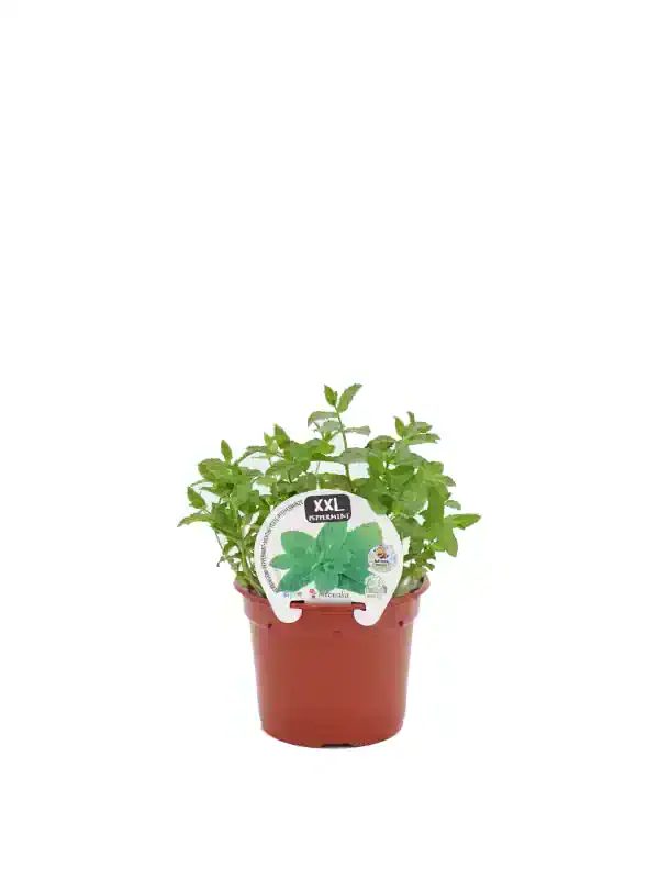Hierba menta en maceta de cultivo ecológico, perfecta para jardins y huertos urbanos, calidad orgánica, cultivo natural, aroma intenso y propiedades medicinales, ideal para cualquier espacio verde.