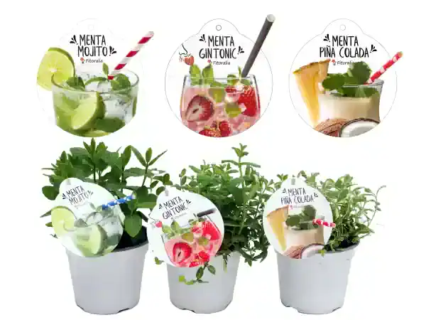 Refresco mojito hecho con menta fresca cultivada orgánicamente en huerto.bio, ideal para bebidas saludables y naturales.