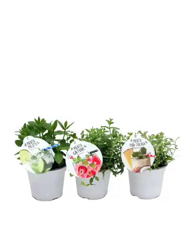 Hierbabuena, hierba gatera y menta piña colada en macetas, ideales para cultivo ecológico y aromático en casa, con etiquetas decorativas de infusiones saludables y frescas.