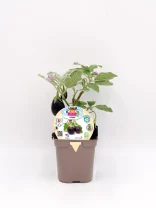 Jardín de berenjenas orgánicas en maceta, cultivo ecológico y sostenible, planta saludable lista para cosechar, ideal para huertos urbanos y agricultura ecológica.