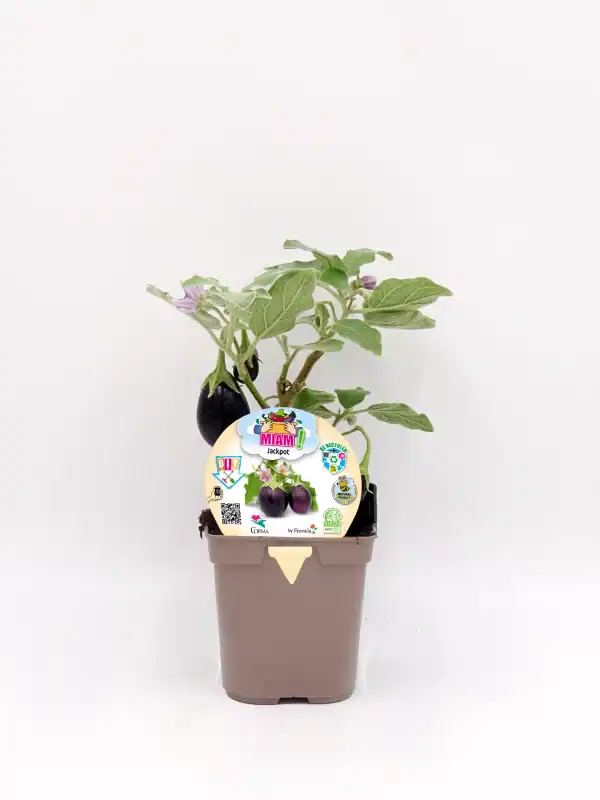 Jardín de berenjenas orgánicas en maceta, cultivo ecológico y sostenible, planta saludable lista para cosechar, ideal para huertos urbanos y agricultura ecológica.