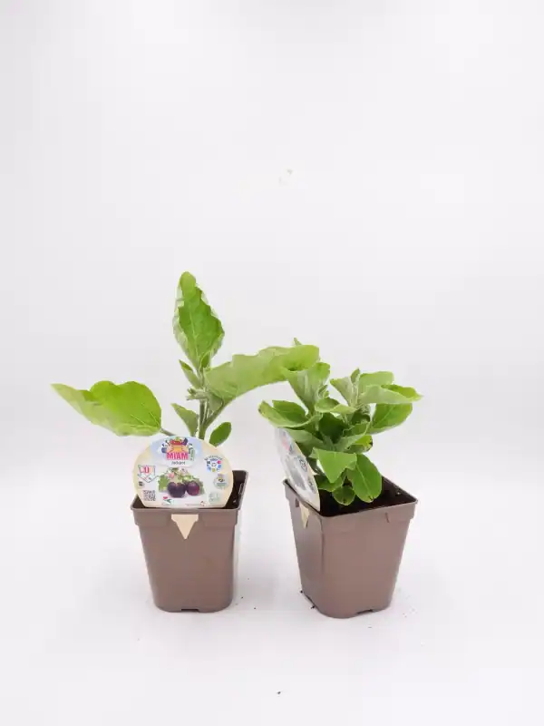 Jardinería ecológica con plantas de higos en macetas, cultivo orgánico en hogar, agricultura sostenible, huerto urbano, plantas frutales en casa.