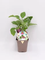 Pin02 - alcachofa ecológica en maceta con etiqueta de semillas ecológicas, cultivo orgánico y sustentable en huerto urbano. Cultivo natural y sostenible.