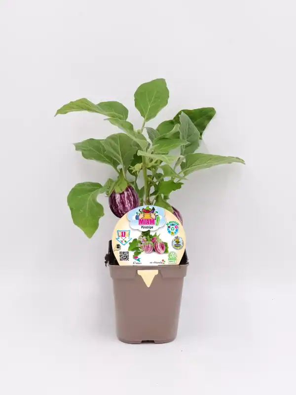 Pin02 - alcachofa ecológica en maceta con etiqueta de semillas ecológicas, cultivo orgánico y sustentable en huerto urbano. Cultivo natural y sostenible.