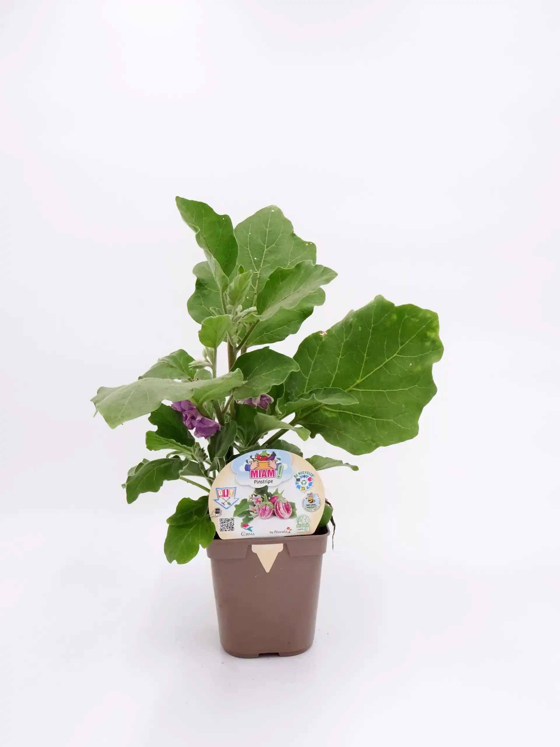 Verde planta de pepino germinada en maceta para cultivo ecológico en huerto urbano. Ideal para huertos bio y agricultura sostenible. Plantación saludable y natural.